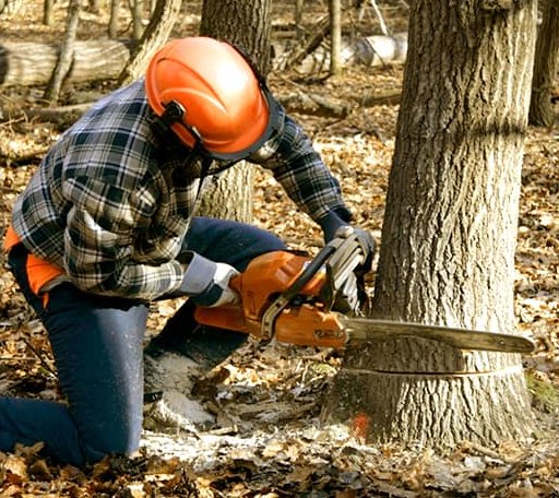 Tree Removal in Woodleaf, NC